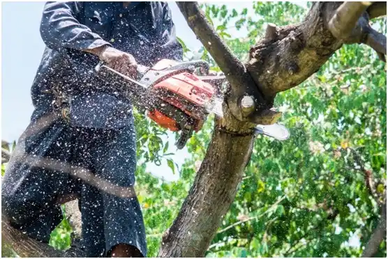 tree services Meridian